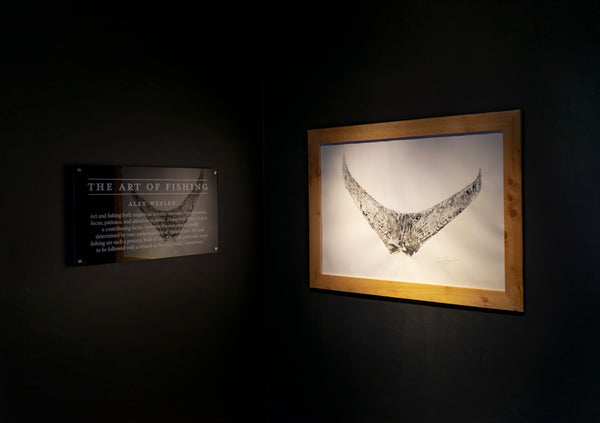 452lb Swordfish Tail