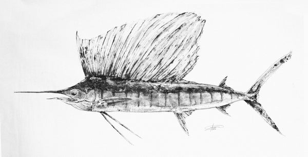 Sailfish Gyotaku (Istiophorus albicans)
