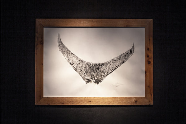 452lb Swordfish Tail