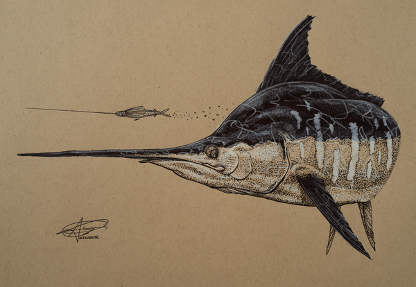 Blue Marlin Chasing a Joe Shute