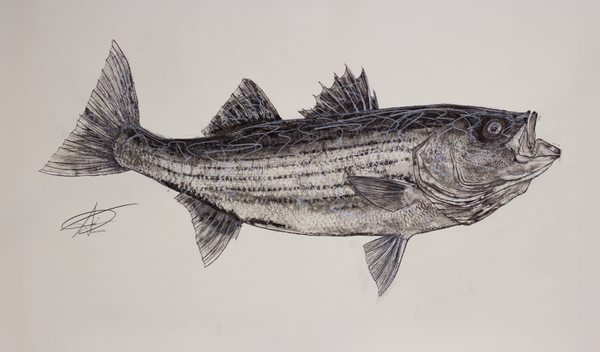 Striped Bass Gyotaku