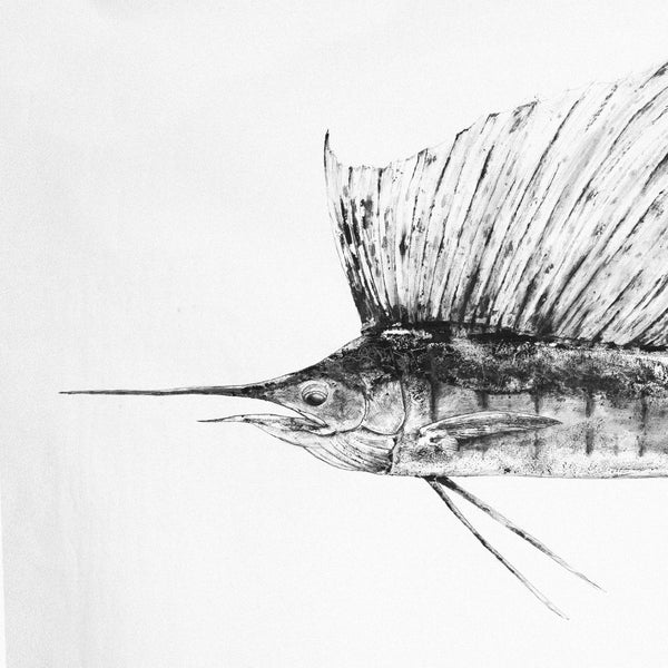 Sailfish Gyotaku (Istiophorus albicans)