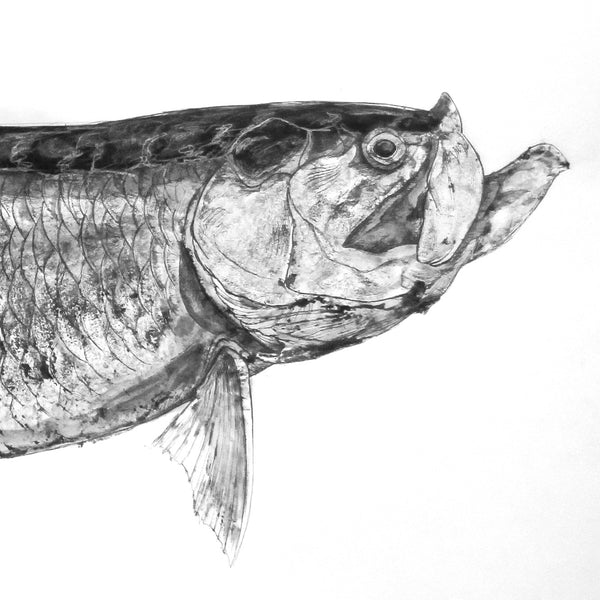 Tarpon Gyotaku (Megalops atlanticus)