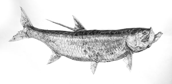 Tarpon Gyotaku (Megalops atlanticus)
